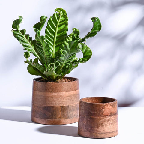 Two Round Planters (Acacia & Mango Wood)