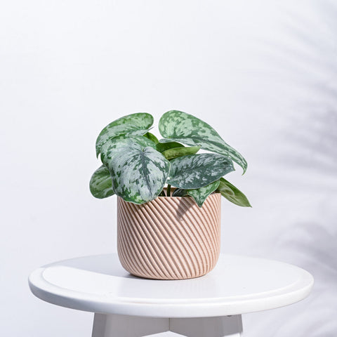 Short Planter